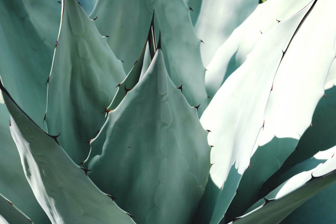 Scopri la Verità: Quale Tipo di Aloe è il Migliore per la Tua Salute?