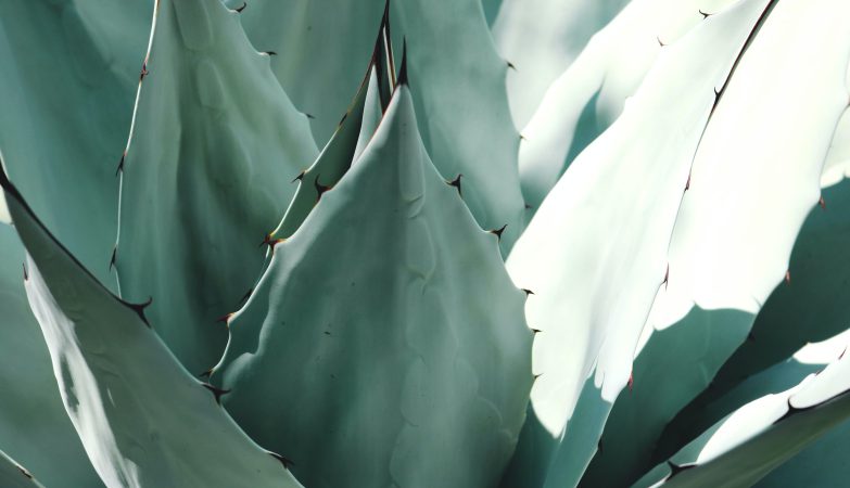 Scopri la Verità Quale Tipo di Aloe è il Migliore per la Tua Salute