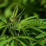 Cannabis legale: Regolamenti, sicurezza e i controlli dell’industria della Canapa